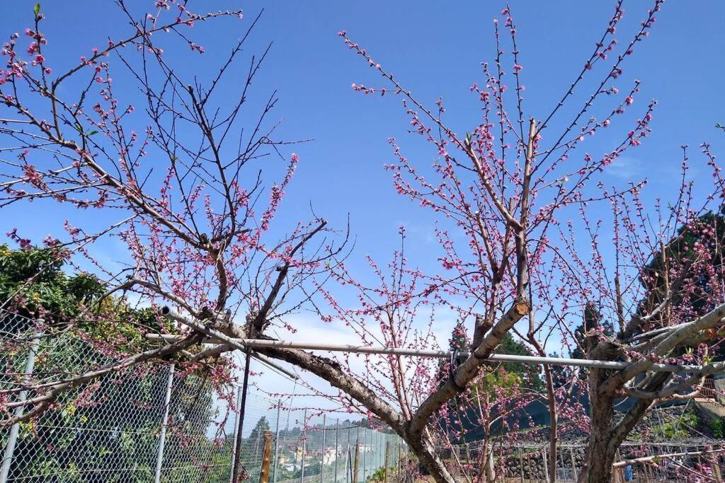La Tagora Conect With The Nature & Relax 伊科德·德·洛斯·维诺斯 外观 照片